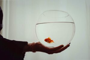 a person holding a goldfish in their hand
